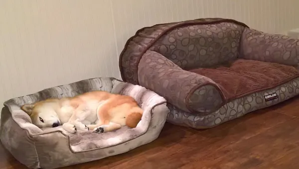 Dakota, a tan dog, asleep curled up in a round dog bed.