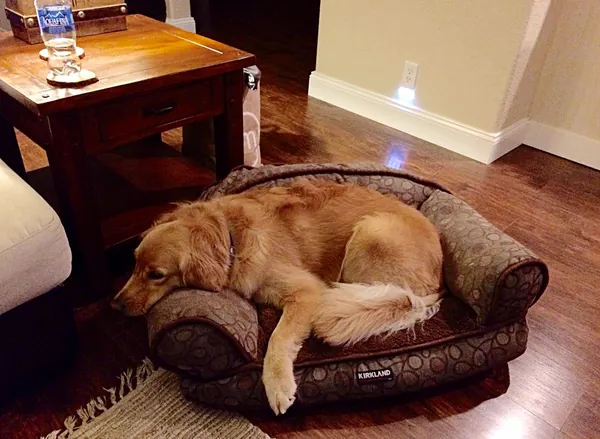 Parker, a golden dog, lying on a dark dog bed next to a wooden side table.