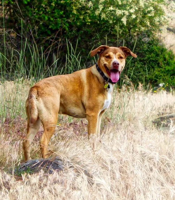 Maple, a tan and brown dog, standing in dry grass with mouth open.