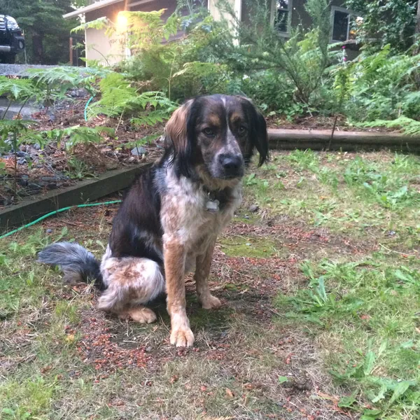Matilda, a black, white and tan dog, sitting on the lawn.