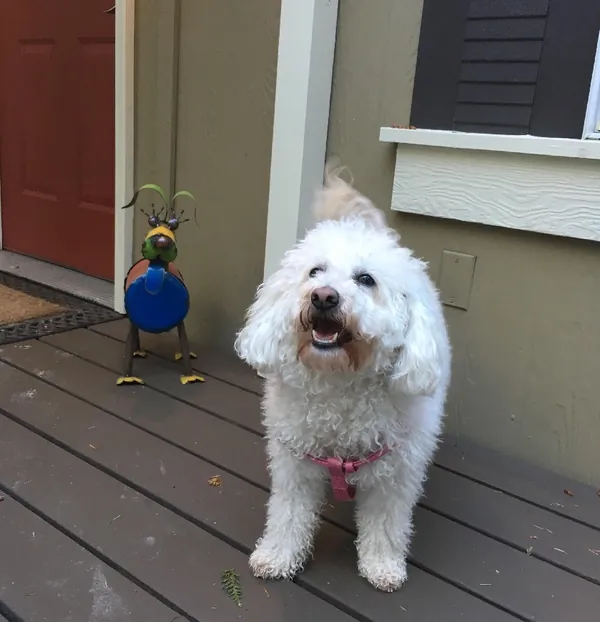 Gabi, a small fluffy white dog, standing on the deck in front of a door.