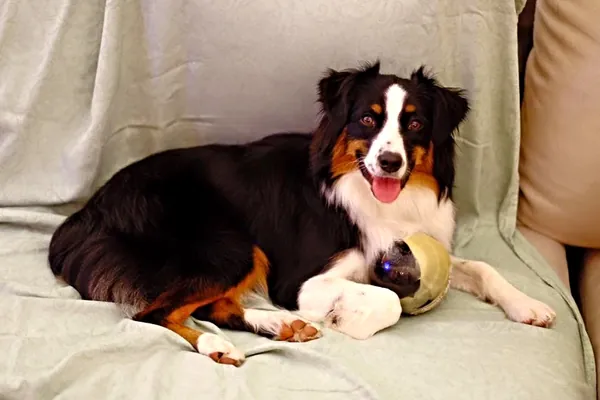 Belle, a black, white and tan dog, lying on a pale couch with a toy near the paws.