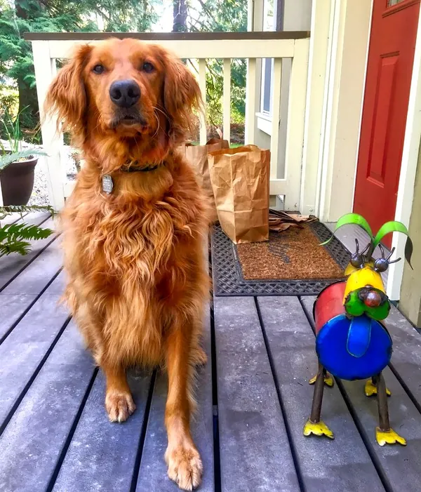 Yeager, a golden dog, standing on the deck beside the colorful metal sculpture.