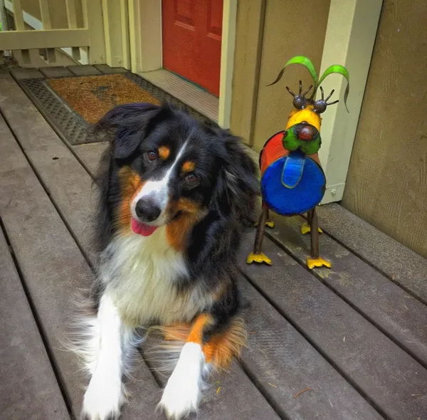 Cardiff, a black, white and tan dog, standing on the deck next to the colorful metal sculpture.