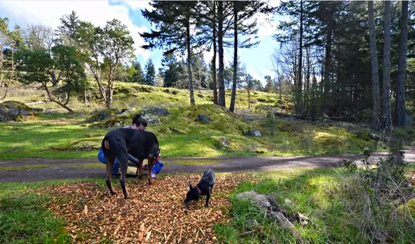 Sophie and Kane, two dark dogs, one large and one small, on a wood-chip path with a mossy hillside behind, and a person crouched behind the large dog.