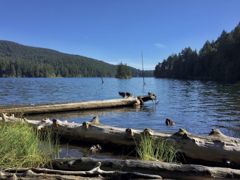 Mountain Lake shoreline with an islet and driftwood
